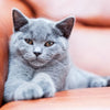 AIMing High for Feline Health: The Promising Future of the AIM Vaccine