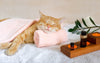 The Art of Cat Napping: Creating the Purr-fect Restful Environment for Your Feline Friend