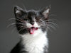 Whisker Wisdom: Understanding Your Cat's Moods and Behaviors